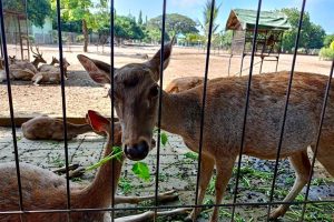 Oase Satwa Dekat Kampung Inggris Pare